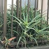 Aloe