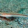  No.151 ニシキハゼ （Pterogobius virgo）