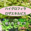 ハイグロフィラロザエネルビスの育て方！葉の色を赤く維持するコツ！
