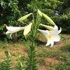 百合の花咲く🥰