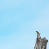 キバラタイヨウチョウ Sahul Sunbird