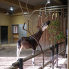 多摩丘陵の巨大動物園、多摩動物公園とよこはま動物園ズーラシアを巡ってハングリータイガー