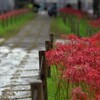 横浜市　西方寺の彼岸花