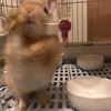 飼うまで知らなかったこと