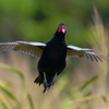 雉・オオタカ・チュウヒ・モズ・サギなど沼の鳥達。