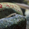 トウヨシノボリ Rhinogobius sp. OR