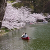 桜を探しに行ってみた。混雑 Ver ②。