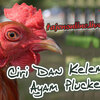Mengetahui Ciri Dan Kelemahan Ayam Plucker Aduan