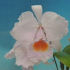 Cattleya schroederae `Yuuga'　優雅