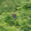 北海道道北）2日目。豊富町自然公園。アオバト、ニュウナイスズメ、アオジ、キセキレイ。