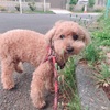 散歩べあ🐶20190518