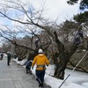 弘前公園は桜の剪定作業が真っ最中！マルバマンサクはつぼみ膨らむ