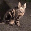 野良猫との出会いと別れ