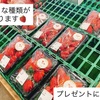 いちご🍓は野菜？果物？