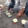 七面鳥の飼育　餌の変更