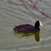 アラエ 'alae （鳥の名、オオバン）