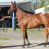 【2013 Inglis Melbourne Premier Yearling Sale】が終了!(最高価格馬はFastnet Rock産駒)