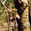 豆桜の植え替え大成功！