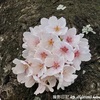 🌸織戸公園の桜