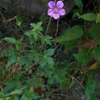 Geranium thunbergii　ゲンノショウコ