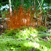 ルーペでお花見【地味注意】