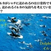 思考実験）野生復帰などで小型鯨類をシャチに襲わせる自由が、倫理に反するかの考察ノート