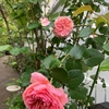 明日からやっとおやすみ