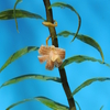 Dendrobium nemorale