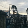 今日の谷中のヒマラヤ杉