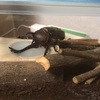 カブトムシ