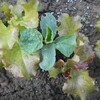 野菜の混植を試す