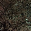 夜桜