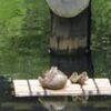 赤ちゃんピンチ１０羽→２羽　向島百花園のカルガモ