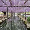 紫色に咲くのは藤の花～♫＠愛知県津島市「天王川公園」の藤