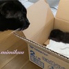 赤ちゃん猫を保護した日のお話2