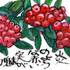 【西東京の植物絵手紙（4）…北原町、2階の屋根まで届くピラカンサスの木に赤い実がビッシリ！】