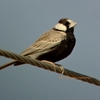 Black-crowned Sparrow Lark ズグロスズメヒバリ （インドの鳥その63）