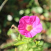 真冬なのに夏の花