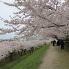 【函館の桜】はGWでもギリギリOKでした。