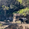 でかい動物園、元気なお爺さん