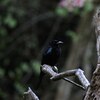 Spangled Drongo　テリオウチュウ