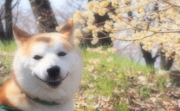 記事を見る