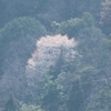 遠き山に山桜が霞む