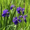 5月5日　「子供の日」の「いずれ菖蒲か杜若」