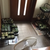 気になる台風14号🌀多肉植物🌿玄関へ避難！！