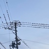電線に鳥がいると迂回したくなりますね。