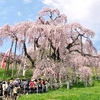 桜の花を追って、福島県「三春滝桜」