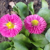 【植物の花の写真】ヒナギク；キク科 Bellis perennis；Asteraceae 2018年12月23日（日）鹿児島市自宅近所