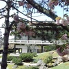 Sakura in Rome!　ローマのさくら