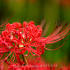 【Z 9 & NIKKOR Z 85mm f/1.2 S・ NIKKOR Z 70-200mm f/2.8 VR S・宮城県柴田町】第11回しばた曼珠沙華まつり 。October   2023